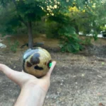 רונית_converted_002