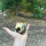 רונית_converted_003